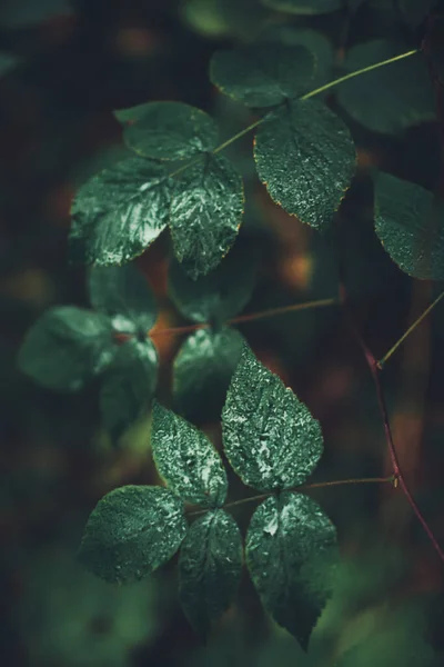 Plantas Bosque Verde Cerca Hermoso Color Macro Foto Plantas Frescas —  Fotos de Stock