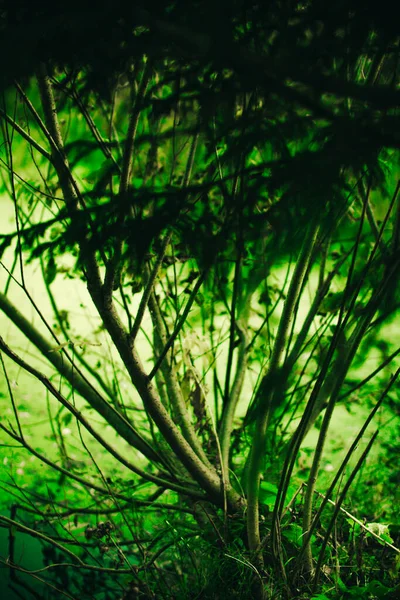 Gröna Skogsväxter Närbild Vacker Färg Makro Foto Färska Växter Och — Stockfoto