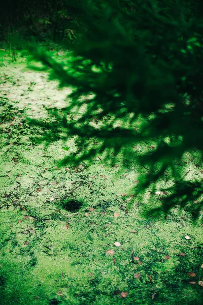 여름의 식물과 아름다운 매크로 사진을 가까이서 수있는 녹색식물 — 스톡 사진