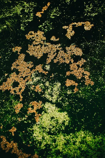 緑の森の植物夏に新鮮な植物や花のクローズアップ 美しい色のマクロ写真 — ストック写真