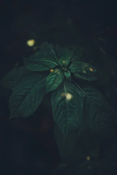 Grüne Waldpflanzen Aus Nächster Nähe Schönes Farb Makro Foto Von — Stockfoto