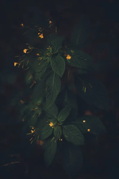 绿林植物特写 美丽色彩艳丽的夏季植物与花卉的宏观照片 — 图库照片