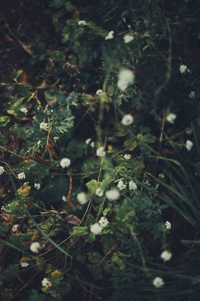 Green Forest Plants Close Beautiful Color Macro Photo Fresh Plants — Stock Photo, Image