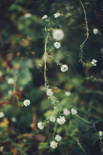 여름의 식물과 아름다운 매크로 사진을 가까이서 수있는 녹색식물 — 스톡 사진