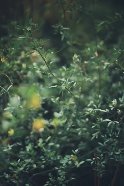 Gröna Skogsväxter Närbild Vacker Färg Makro Foto Färska Växter Och — Stockfoto