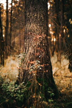 Sonbahar manzarası, kuru yapraklar, yakın plan ağaçların siluetleri.
