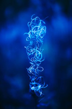 Bahçe arka planında klasik Mavi Pantone renk Yaprakları