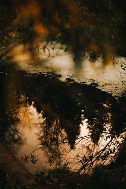 Rusya sonbahar ormanı, bitkiler ve bitki örtüsü yakın plan, güzel manzara makro fotoğrafçılığı.