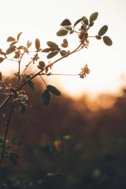 Rusya sonbahar ormanı, bitkiler ve bitki örtüsü yakın plan, güzel manzara makro fotoğrafçılığı.
