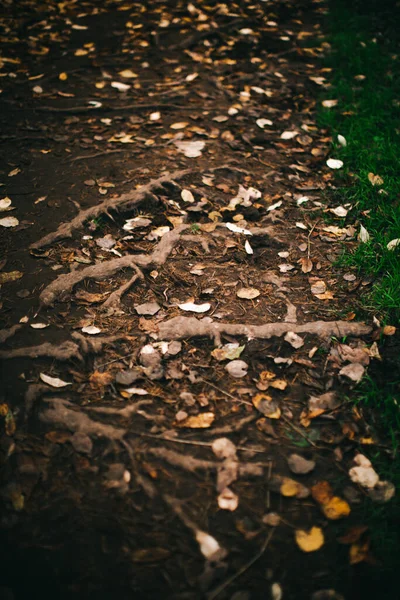 Herbstlandschaft Trockene Blätter Silhouetten Von Bäumen Nahaufnahme — Stockfoto