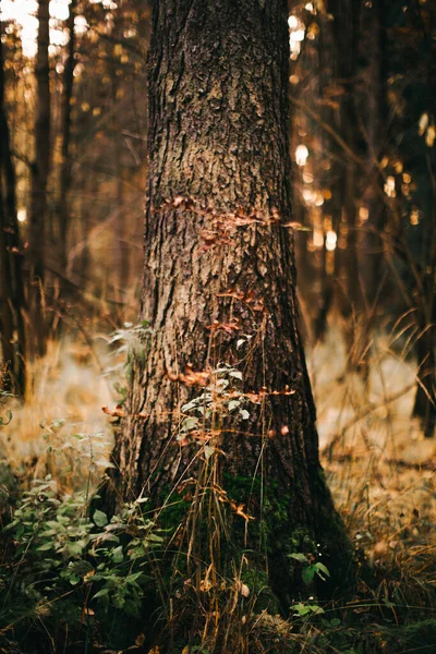 Paisagem Outono Folhas Secas Silhuetas Árvores Close — Fotografia de Stock