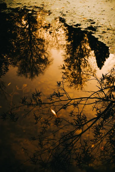 나뭇잎 나무들의 실루엣을 가까이 — 스톡 사진