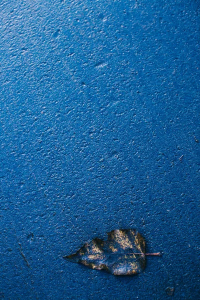 Klasyczny Niebieski Pantone Kolor Liście Tle Ogrodu — Zdjęcie stockowe