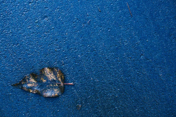 Klasyczny Niebieski Pantone Kolor Liście Tle Ogrodu — Zdjęcie stockowe