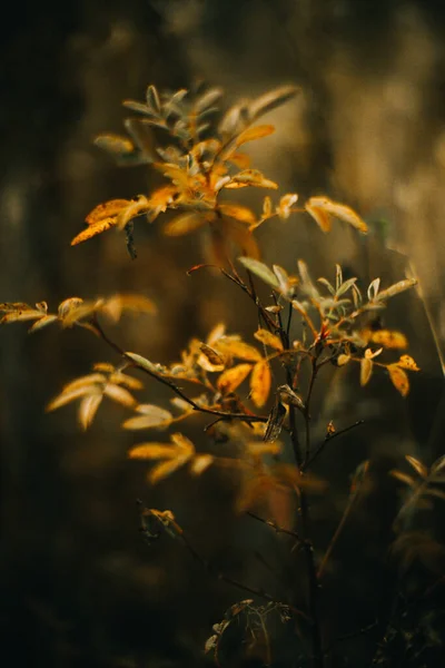 俄罗斯秋天的森林 植物和植物特写 美丽的风景宏观摄影 — 图库照片