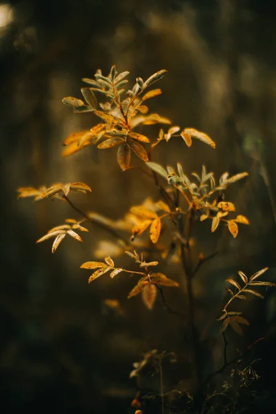 Rosyjski Jesienny Las Roślinność Flora Bliska Piękne Krajobrazy Makro Fotografie — Zdjęcie stockowe