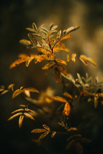 Rosyjski Jesienny Las Roślinność Flora Bliska Piękne Krajobrazy Makro Fotografie — Zdjęcie stockowe