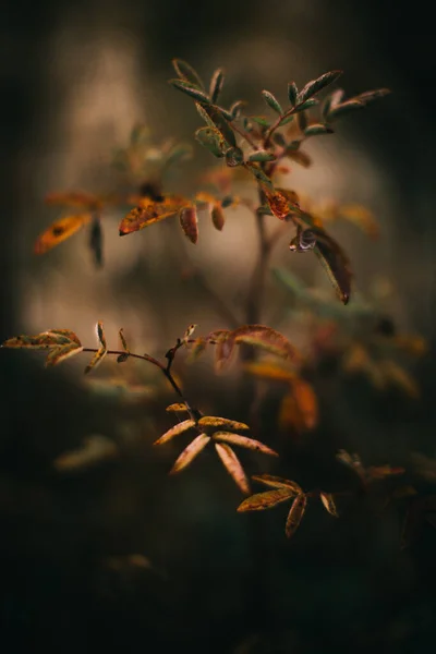 Russische Herfstbos Planten Flora Close Prachtig Landschap Macro Fotografie — Stockfoto