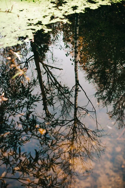 Російський Осінній Ліс Рослини Флора Зблизька Красива Ландшафтна Макрофотографія — стокове фото