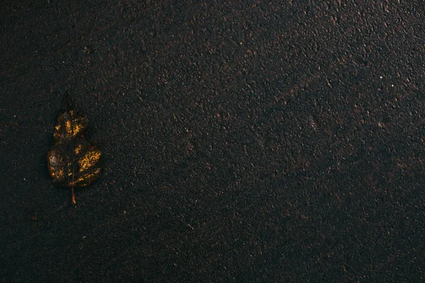 Russische Herfstbos Planten Flora Close Prachtig Landschap Macro Fotografie — Stockfoto