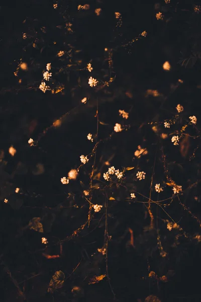 Russian Autumn Forest Plants Flora Close Beautiful Landscape Macro Photography — Stock Photo, Image