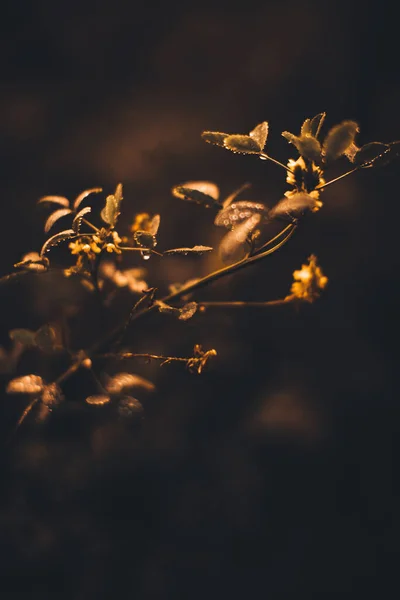 Foresta Autunnale Russa Piante Flora Primo Piano Bellissimo Paesaggio Macro — Foto Stock