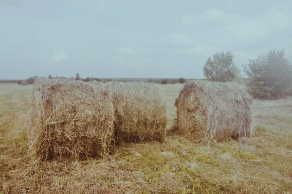 Three Haystacks Hay Close Landscape Field — Stock Photo, Image