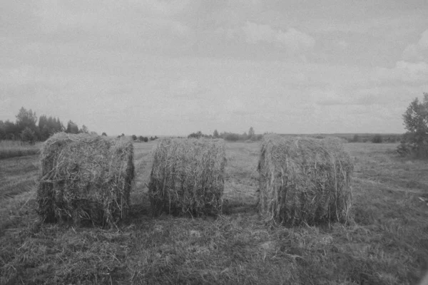 Trois Meules Foin Avec Gros Plan Sur Foin Paysage Sur — Photo