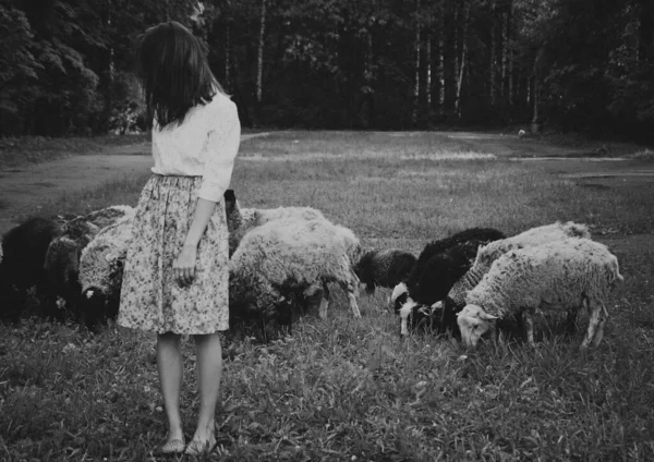 Yazın Bir Tarlada Genç Koyun Sürüsü — Stok fotoğraf