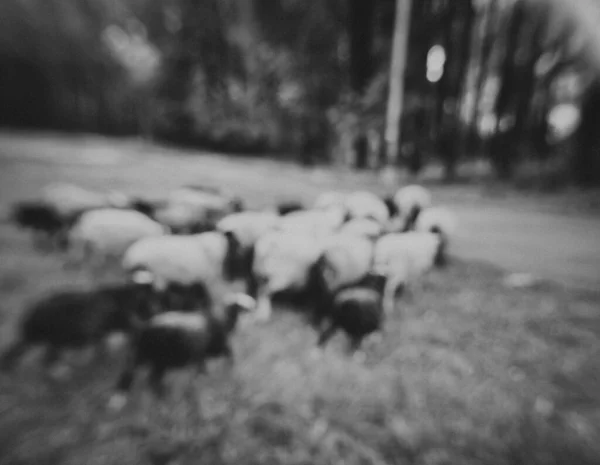 herd of young sheep in a field in summer