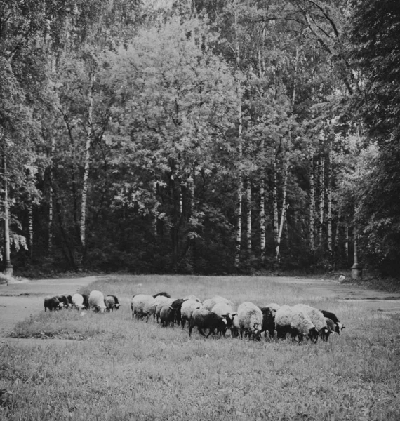 herd of young sheep in a field in summer