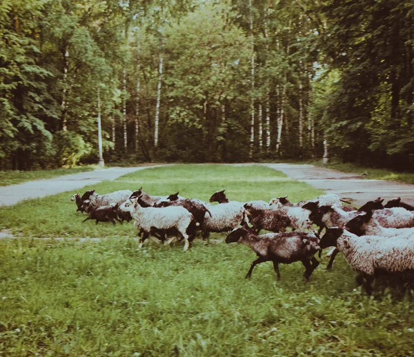 Stado Młodych Owiec Lecie Polu — Zdjęcie stockowe