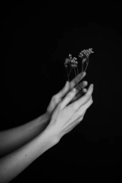 Mains Plantes Fleurs Sèches Herbier Dans Les Mains Une Fille — Photo