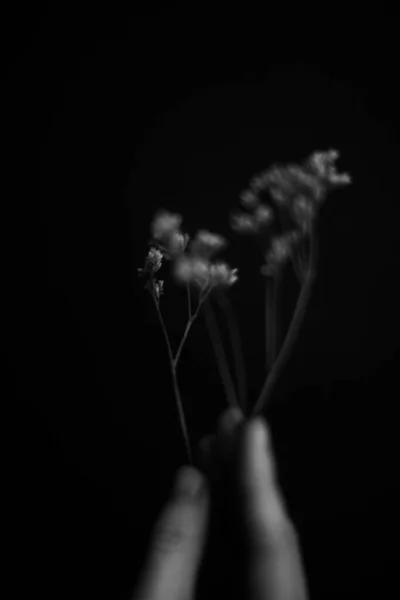 Händer Och Växter Torra Blommor Och Herbarium Händerna Flicka Makrofotografier — Stockfoto