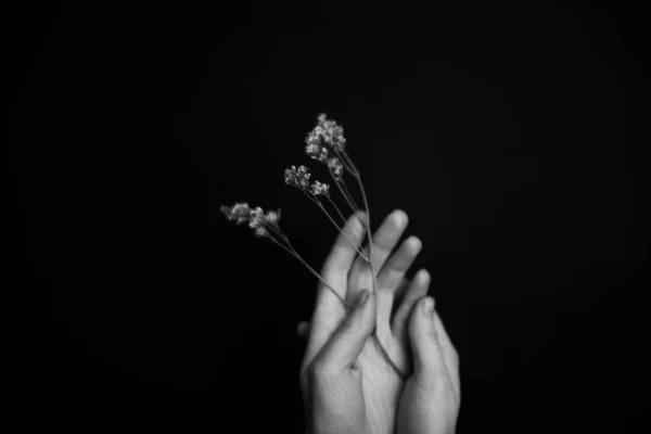 Mãos Plantas Flores Secas Herbário Nas Mãos Uma Menina Macrofotografia — Fotografia de Stock