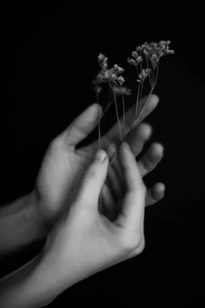 Kezek Növények Száraz Virágok Herbárium Egy Lány Kezében Makro Fotózás — Stock Fotó