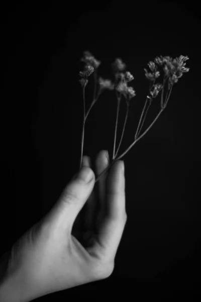 Händer Och Växter Torra Blommor Och Herbarium Händerna Flicka Makrofotografier — Stockfoto