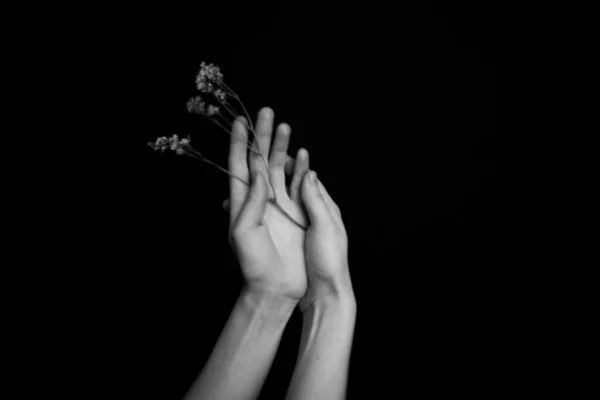 手と植物 少女の手の中に乾燥した花やハーバリウム マクロ写真 テキストのスペース — ストック写真