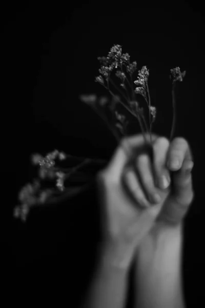 Mãos Plantas Flores Secas Herbário Nas Mãos Uma Menina Macrofotografia — Fotografia de Stock