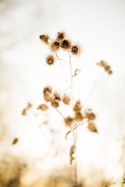 Kardaki bitkilerin güzel kış manzarası renkli fotoğrafı. Hassas kurumuş çiçek sapları yakın plan..