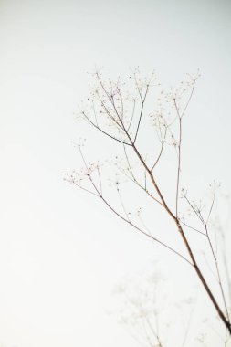 Kardaki bitkilerin güzel kış manzarası renkli fotoğrafı. Hassas kurumuş çiçek sapları yakın plan..