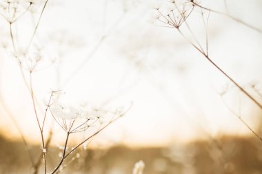 Kardaki bitkilerin güzel kış manzarası renkli fotoğrafı. Hassas kurumuş çiçek sapları yakın plan..