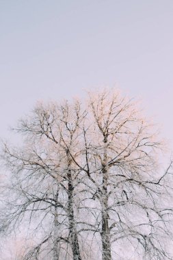 Sabahın erken saatlerinde Winter Park 'ta. Güneşin yumuşak ışınlarında ağaçların üzerinde güzel bir don. Kış doğasının hoş manzarası