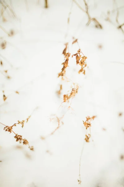 雪の中で植物の美しい風景冬の色の写真 乾燥した花の繊細な茎を閉じる — ストック写真