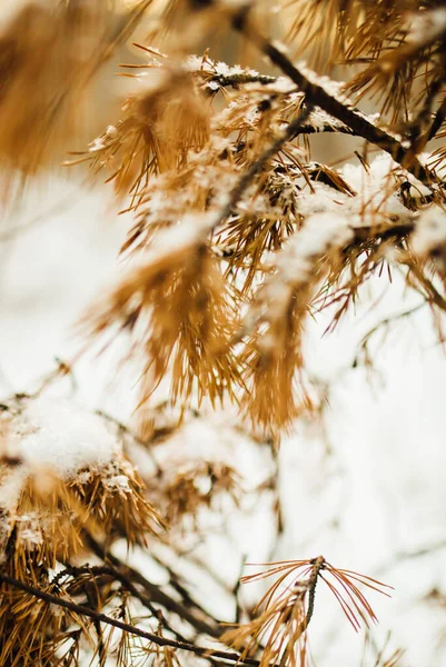 冬天的森林 不同寻常的轮廓树木和扭曲的树枝 彩色景观摄影 — 图库照片