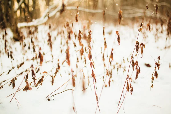 Floresta Inverno Silhuetas Incomuns Árvores Ramos Torcidos Fotografia Paisagem Cor — Fotografia de Stock