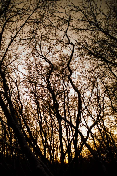 Winterwald Ungewöhnliche Baumsilhouetten Und Verwinkelte Äste Farbige Landschaftsfotografie — Stockfoto