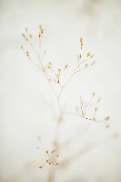 美丽的风景 冬天的彩色照片 植物在雪地里 精致的干花茎特写 — 图库照片
