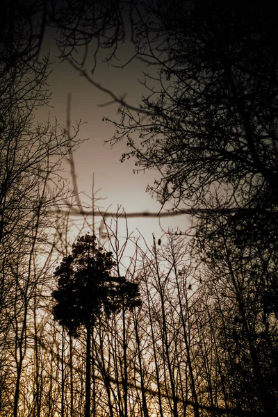 Floresta Inverno Silhuetas Incomuns Árvores Ramos Torcidos Fotografia Paisagem Cor — Fotografia de Stock