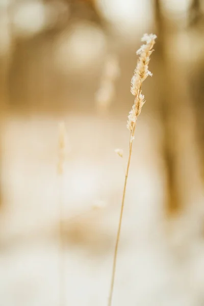 Prachtige Landschap Winter Kleurenfoto Van Planten Sneeuw Delicate Stengels Van — Stockfoto
